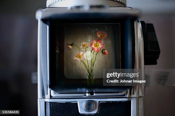 medium format camera photographing flowers, close-up - poppies in vase stock pictures, royalty-free photos & images