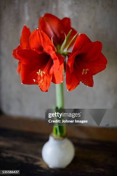 red flowers in pot - amaryllis stock-fotos und bilder