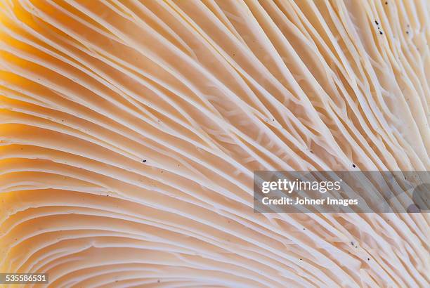 close-up of mushroom disks - speisepilz gemüse stock-fotos und bilder