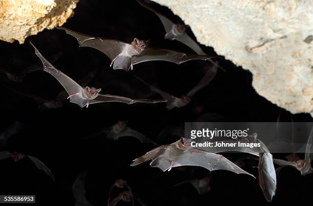 bats flying - fledermaus stock-fotos und bilder