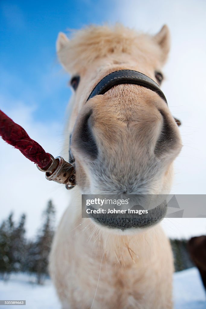 Horse, portrait