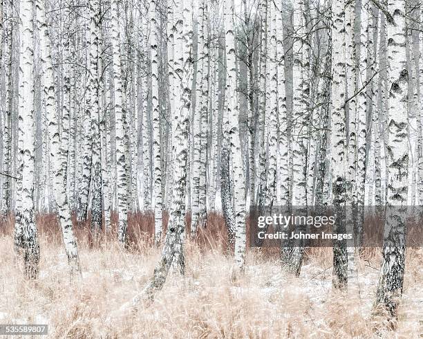 birch forest at winter - västergötland stock-fotos und bilder