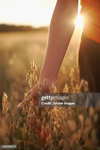 boys hand holding oats - エンバク ストックフォトと画像