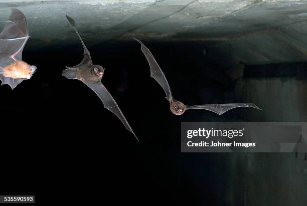 bats flying in tunnel - tunnel stockfoto's en -beelden