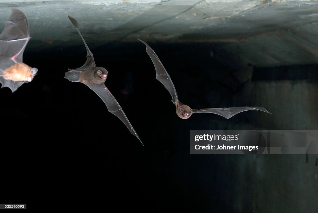 Bats flying in tunnel