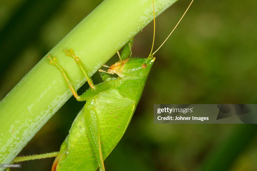 Close-up of grasshopper