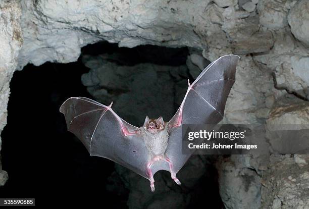 flying bat - fladdermus bildbanksfoton och bilder