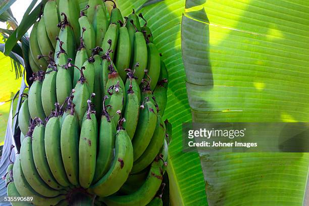 low angle view of bananas on tree - low hanging fruit stockfoto's en -beelden