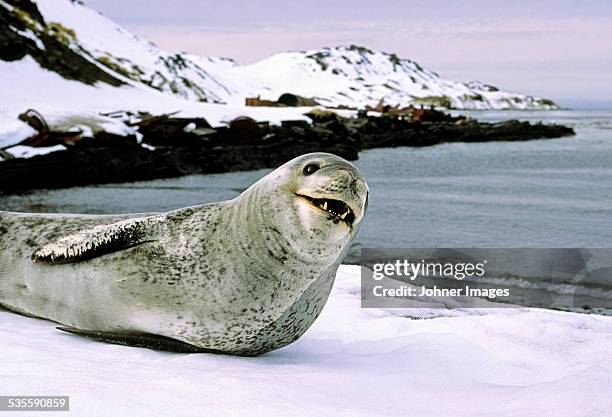 seal on coast - ヒョウアザラシ ストックフォトと画像