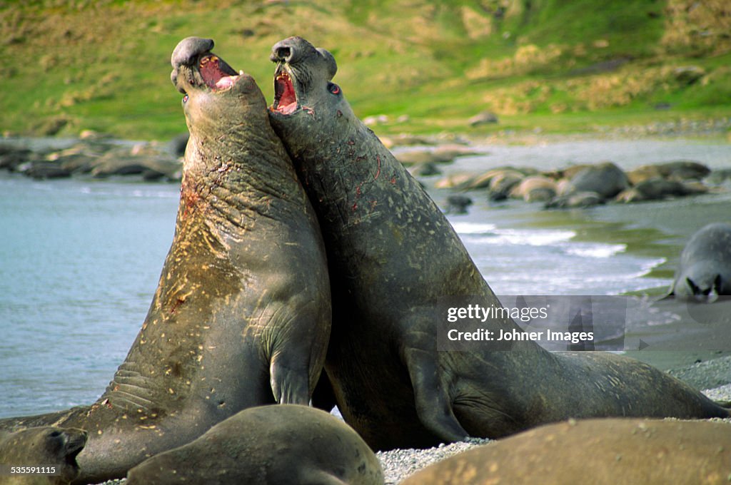 Walruses fighting