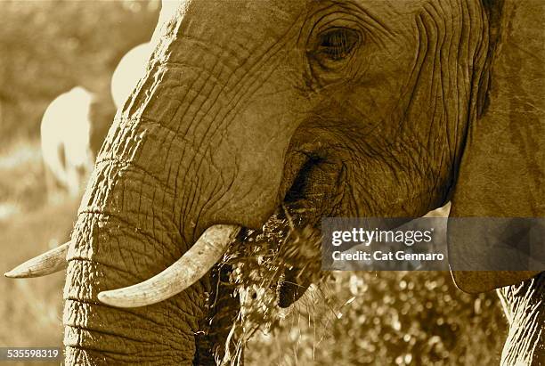 african elephant - desert elephant stock pictures, royalty-free photos & images