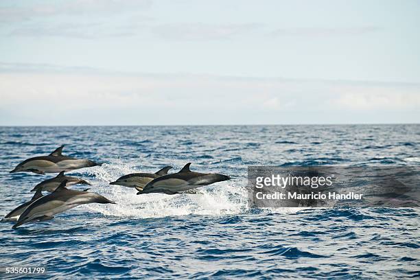 common dolphins frolic on the surface of the ocean just off shore. - grupo mediano de animales fotografías e imágenes de stock