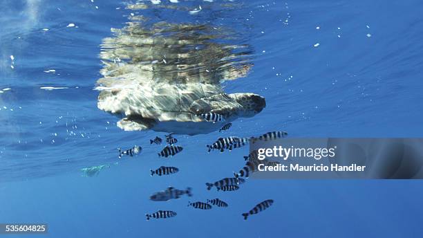 a loggerhead turtle accompanied by pilot fish drifts in a current. - pilot fish stock pictures, royalty-free photos & images