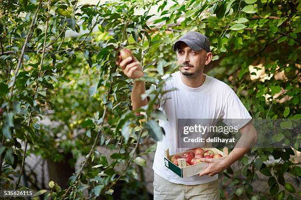 apple harvest - planting apple tree stock pictures, royalty-free photos & images