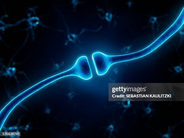 human synapse, artwork - nerve cell stock illustrations