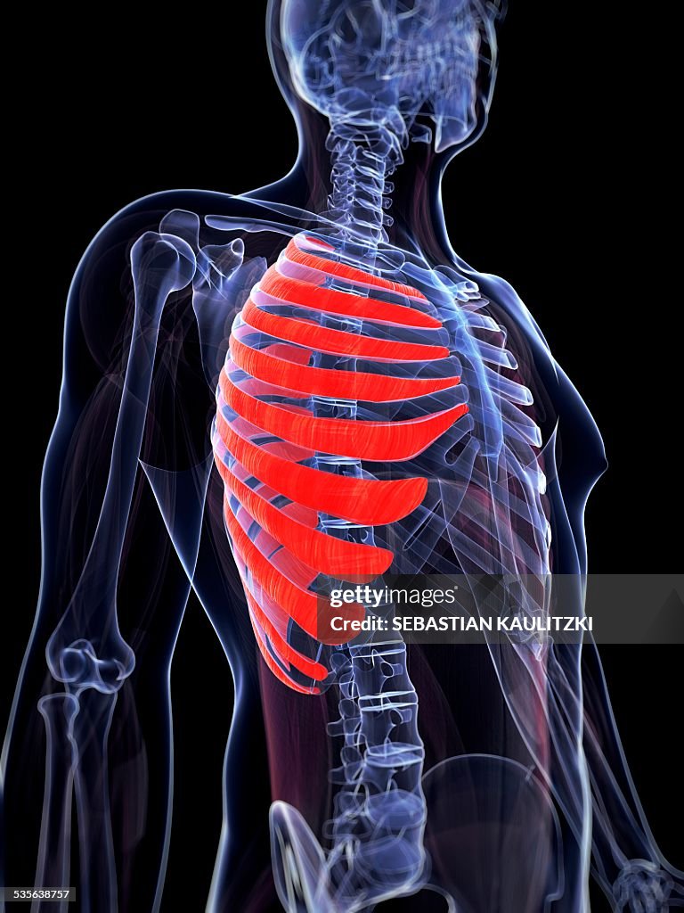 Human Rib Muscles Artwork High-Res Vector Graphic - Getty Images