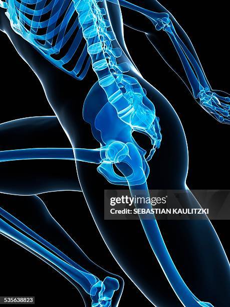 skeletal system of runner, artwork - hip body part stock illustrations