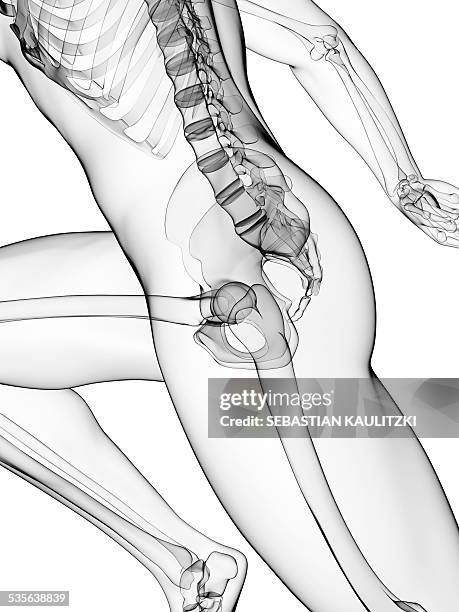 skeletal system of runner, artwork - hip anatomy stock illustrations