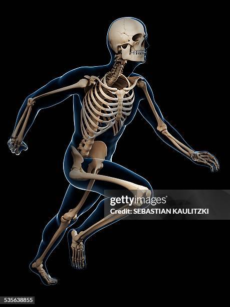 skeletal system of runner, artwork - menschliches skelett stock-grafiken, -clipart, -cartoons und -symbole