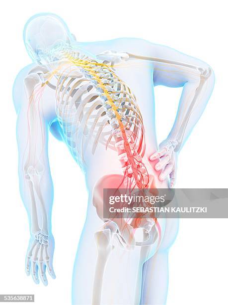 General Back 494 Anatomy Of Lower Back Stock Photos, High-Res Pictures, and Images ...
