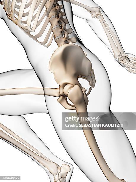skeletal system of runner, artwork - pelvic exercise stock illustrations