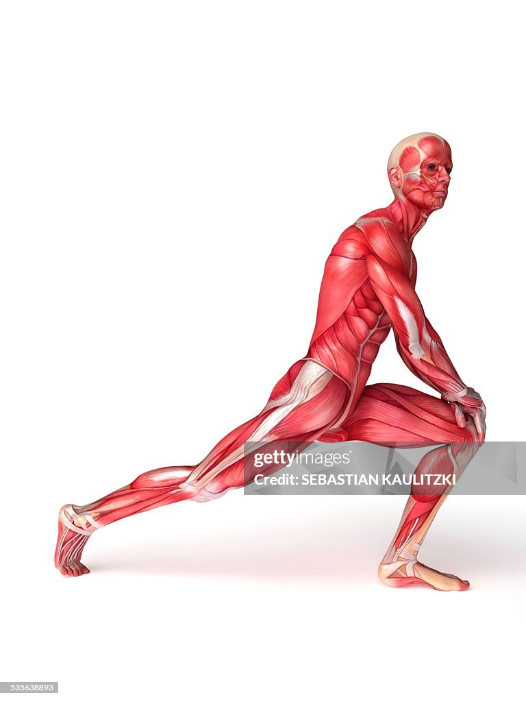 Human Muscular Structure Artwork High Biology Diagrams