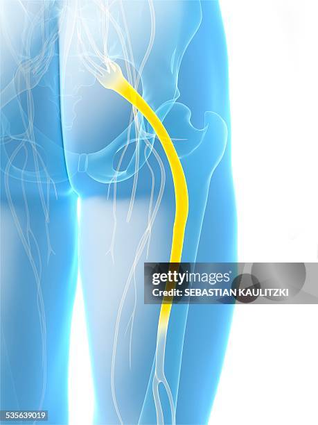 ilustraciones, imágenes clip art, dibujos animados e iconos de stock de human sciatic nerve, artwork - sciatic nerve