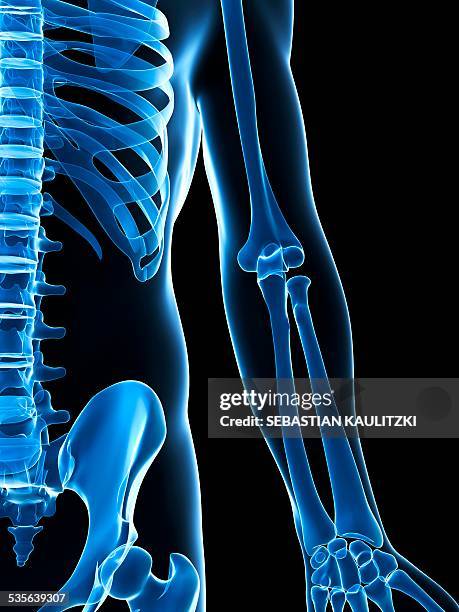 ilustraciones, imágenes clip art, dibujos animados e iconos de stock de human skeletal system, artwork - radio hueso del brazo