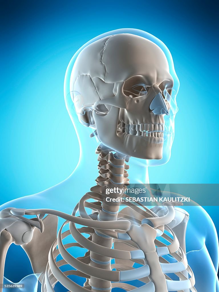 Skull And Ribs Human Skull And Ribcage Artwork High-Res Vector Graphic - Getty Images