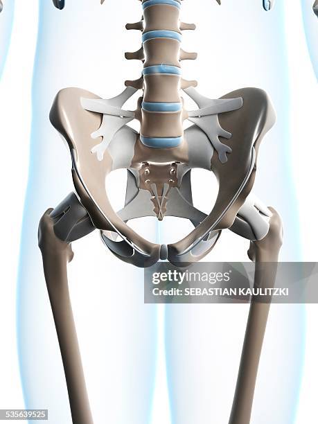 Hip In Human Hips Skeleton Photos and Premium High Res Pictures - Getty Images
