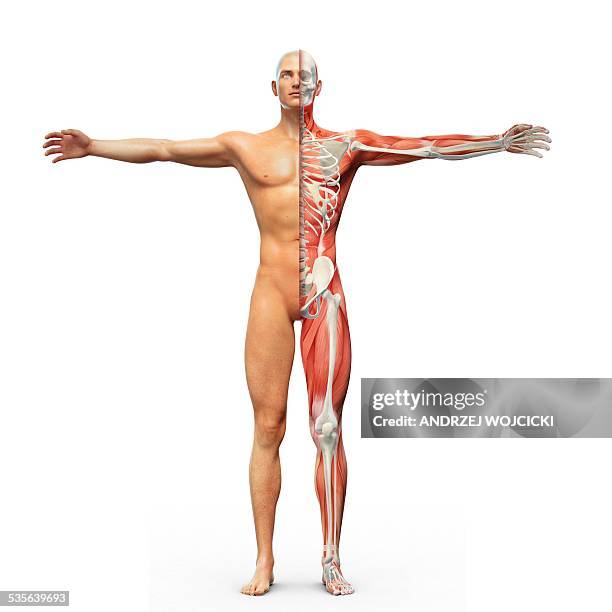 stockillustraties, clipart, cartoons en iconen met human musculoskeletal system, artwork - human skeletal system