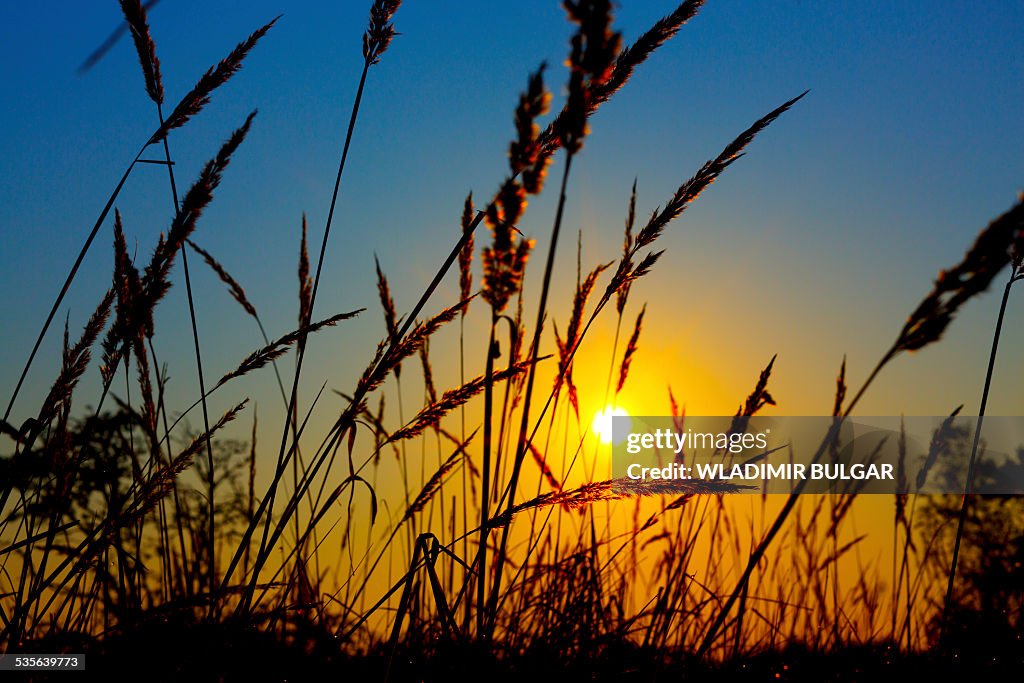 Wheat field in sunrise