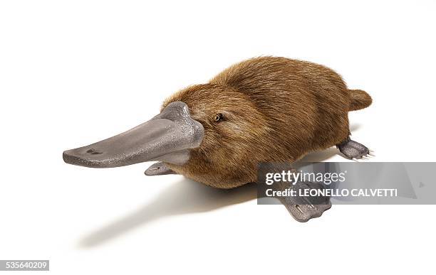 duck billed platypus, artwork - platypus stock illustrations