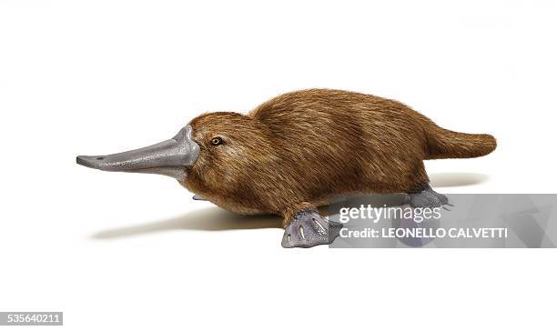 duck billed platypus, artwork - platypus stock illustrations