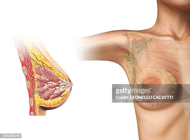 2,809 Female Chest Anatomy Stock Photos, High-Res Pictures, and Images -  Getty Images