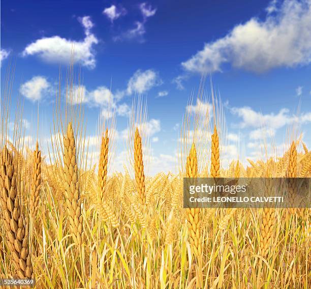 wheat field against a blue sky, artwork - grains stock illustrations