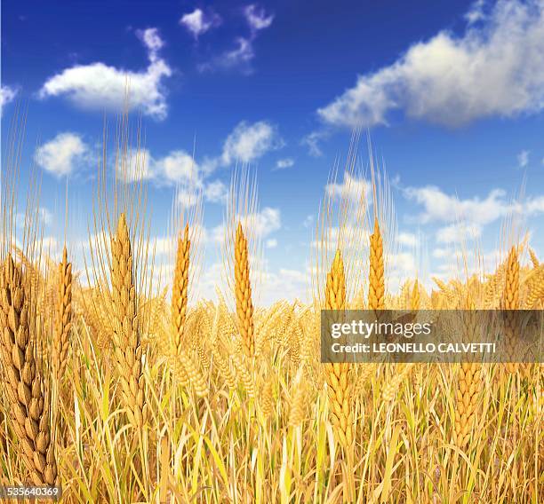 wheat field against a blue sky, artwork - wheat field background stock illustrations