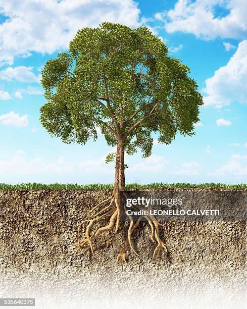 tree roots in the soil, artwork - querschnitt baum stock-grafiken, -clipart, -cartoons und -symbole