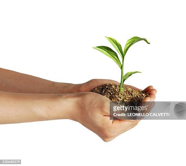 person holding a seedling, artwork - sprout stock illustrations