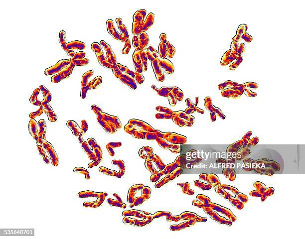human chromosomes, artwork - y chromosome stock illustrations