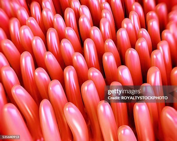 Intestinal Lining Riges 124 Intestinal Lining Stock Photos, High-Res Pictures, and Images ...