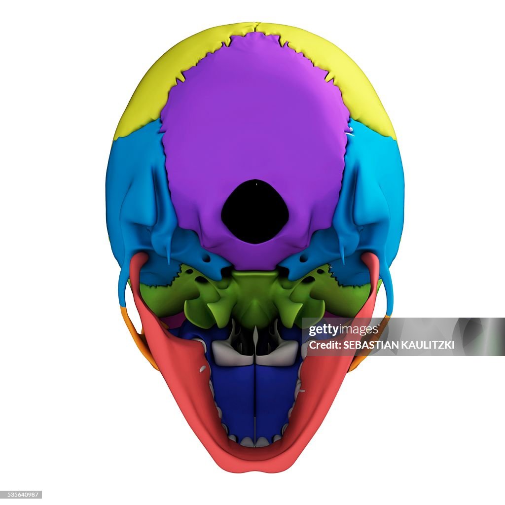 Human Skull Anatomy Illustration High-Res Vector Graphic - Getty Images