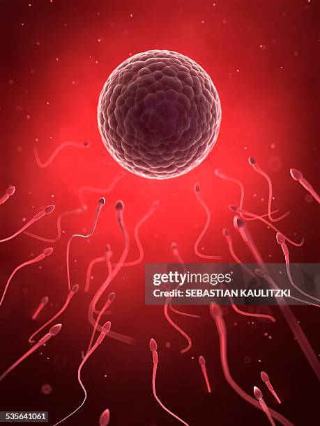 human sperm and egg, illustration - human sperm and ovum stock illustrations