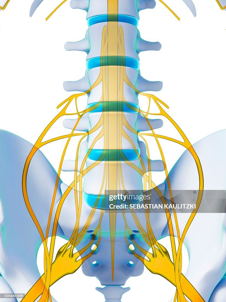 Human spinal cord, illustration