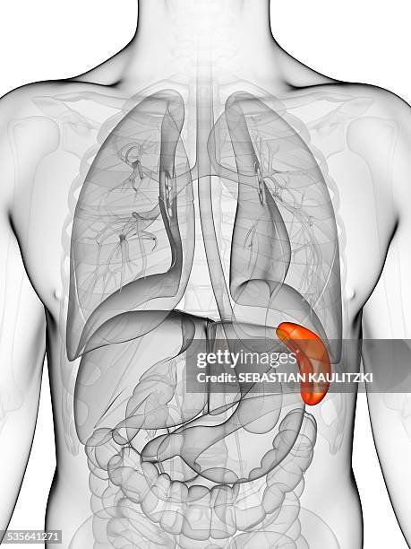 human spleen, illustration - spleen stock illustrations