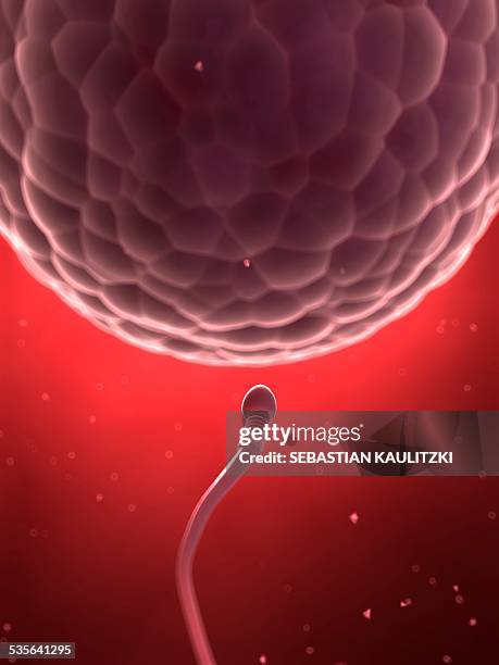 human sperm and egg, illustration - human sperm and ovum stock illustrations