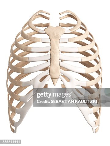 Human Ribcage Illustration High Biology Diagrams