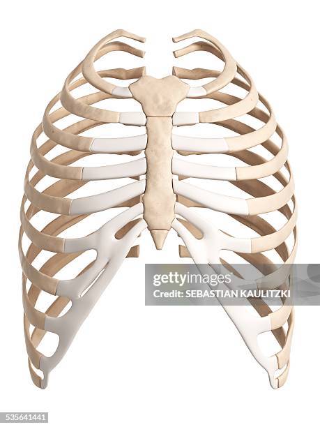 human ribcage, illustration - human bone stock illustrations