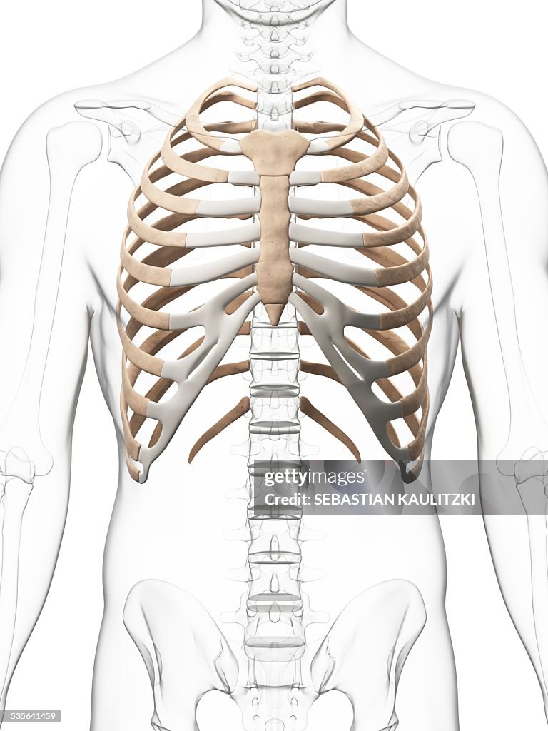 Human ribcage, illustration