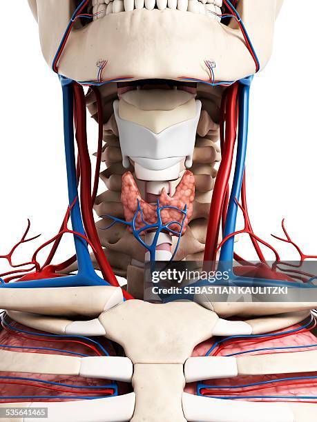 human neck anatomy, illustration - pharynx stock illustrations